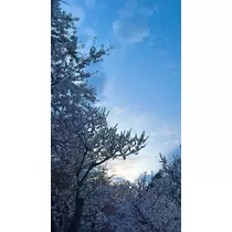 七星 ゆめ