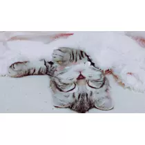 夢乃 サラ