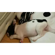 妃 えりか