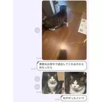 ひなの