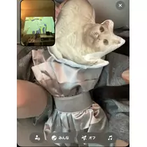 ゆに