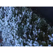 七星 夏純
