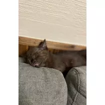 こう