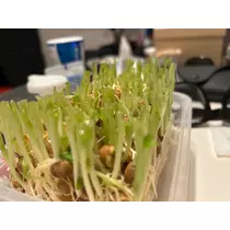 美月