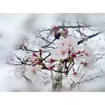 ふりふり ふりる