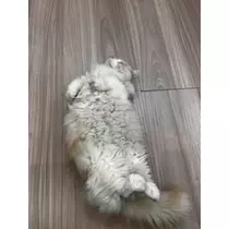 みれい