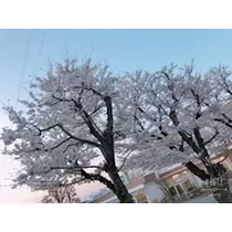 愛羽 仁美