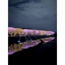 夢咲 ひめ
