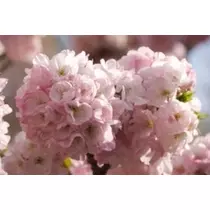 立華 碧