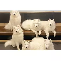 まこと