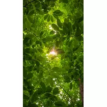 緑 四葉