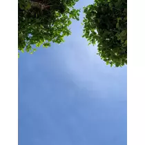 あみ