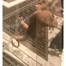 ティナ