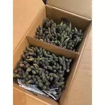 長瀬 純恋
