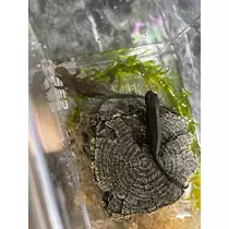 ツンデレかなの