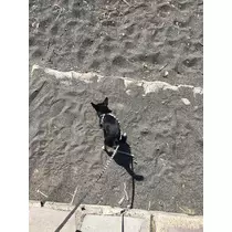 長瀬 純恋