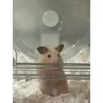 かびるんるんさわ
