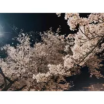 かなめ