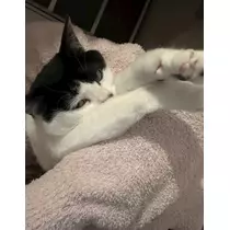 ふうか