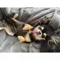 めいさ