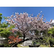 れな