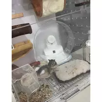 芹沢 莉瀬
