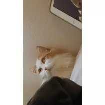 のあ