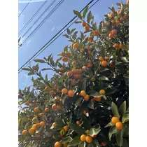いちか