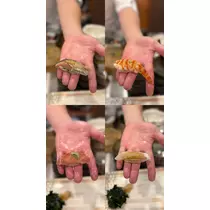 あんな
