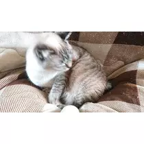 ひな