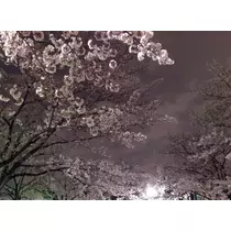 紗貴