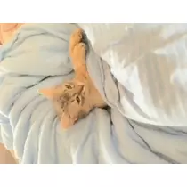 セイナ