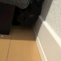 愛羽 仁美