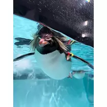 夏目 かんな