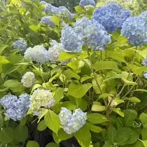 成海 まお