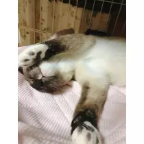 紫月 あやか