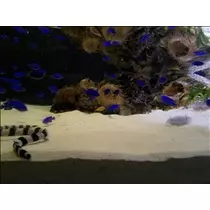 愛羽 仁美