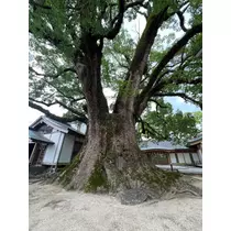 あこ
