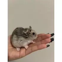 かびるんるんさわ