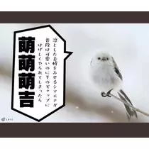 ひな