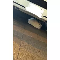 れいん