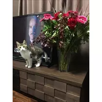 桃瀬 百華