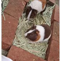 りょう