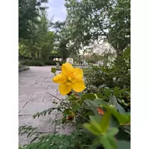 乙川 ゆあ