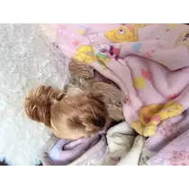 杠 いちか
