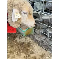 アイ