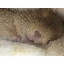 なっちゃん