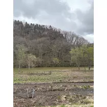 橘 美咲