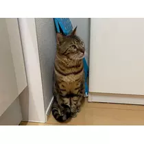 愛羽 仁美