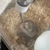 ちゃお
